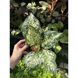 ต้นอัญมณีสีขาว แดง หรือ อโกลนีมา (Aglaonema) เคาะราก