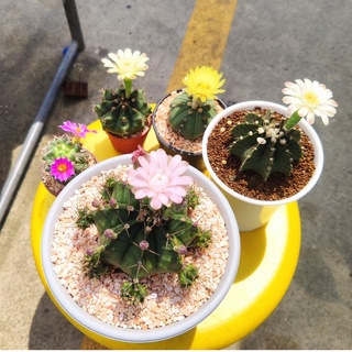 แคคตัส ยิมโนเชื้อด่าง ไม้เมล็ด ดอกชมพู-ดอกขาว Gymnocalycium