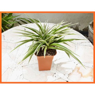 Gardem Home ต้นเศรษฐีเรือนนอก ( Spider Plant ) ไม้มงคลเด่นในด้านเสริมโชคเสริมลาภ เศรษฐีเรือนนอกพร้อมกระถาง ไม้ฟอกอากาศ