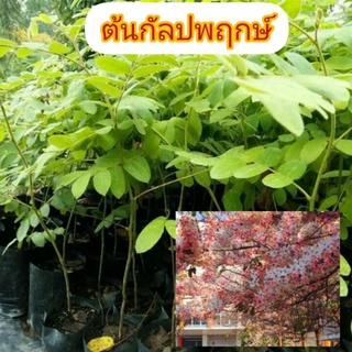 ต้นกัลปพฤกษ์ สูง30-50ซม.ฟรีค่าจัดส่ง