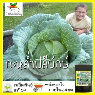 เมล็ดพันธุ์ กะหล่ำปลียักษ์ 300 เมล็ด Giant Russian Cabbage Seed เมล็ดพันธุ์แท้100% นำเข้าจากต่างประเทศ ปลูกผัก สวนครัว