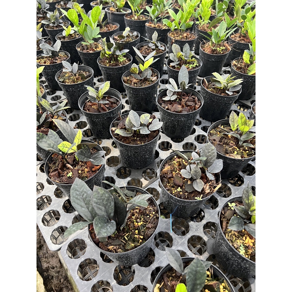 มุมมอง 3