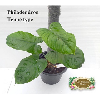 ฟิโลเดนดรอน เทนนู(Philodendron tenue type)