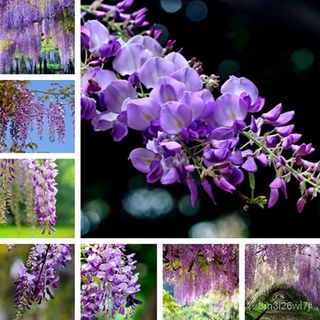 （เมล็ดพันธุ์ ถูก คละ）ของแท้ 100% พร้อมสต็อก วิสทีเรีย Wisteria Sinensis Seeds 10pcs เมล็ดพันธุ์ บอนสี เมล็ดดอกไม้ AUNL