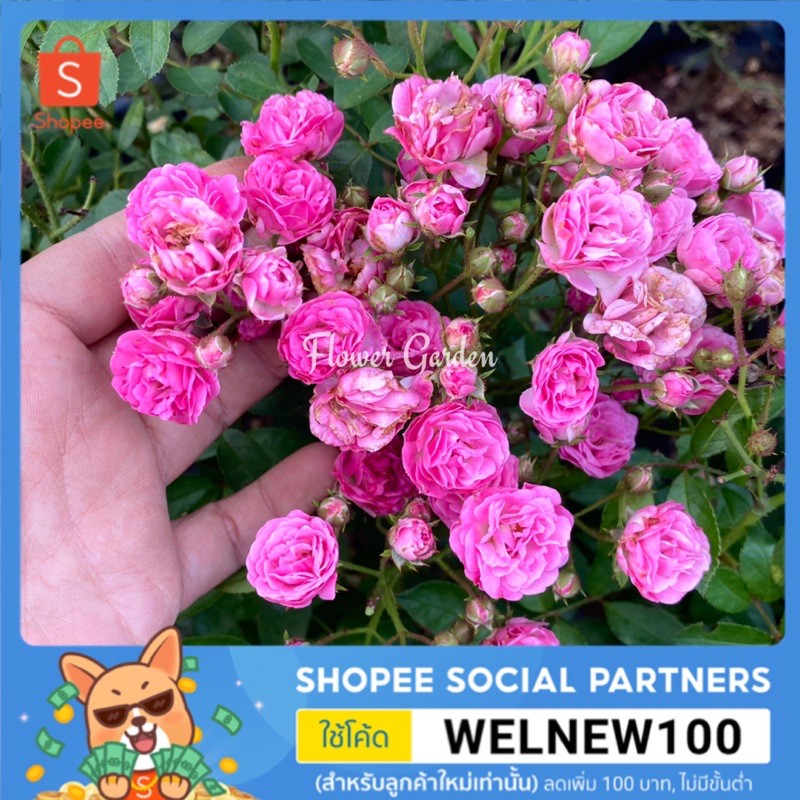 F425 กุหลาบ Otto Linne Rose ออตโต้เลนิน ดอกเป็นพวง เลี้ยงง่าย ขนาดถุงใหญ่ ออกดอกทั้งปี