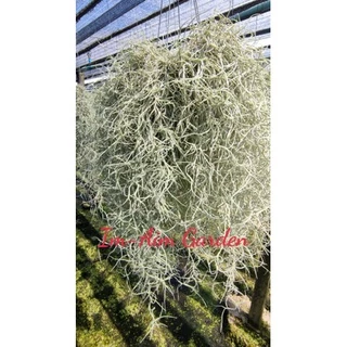 !!(พร้อมส่งเครา1/2)!!....เคราฤาษี ครึ่งโล แบบมีลวดแขวนและไม่มีลวดแขวน