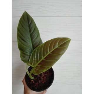 philodendron subhastatum ฟิโลหลังใบแดง ฟิโลหลังแดง