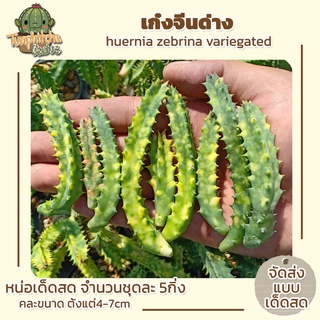 เก๋งจีนด่าง (huernia zebrina variegated) หน่อเด็ดสด ขนาด 4-7cm (5กิ่ง)