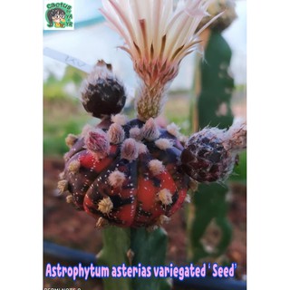 🌵เมล็ดแอสโตรด่าง (  Astro Asterias Variegated SEED )