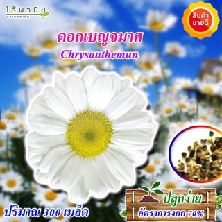 เมล็ดเบญจมาศ   300 เมล็ด  ปลูกง่าย ดอกแข็งแรง เมล็ดคุณภาพ