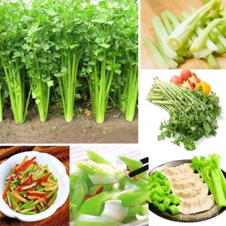 （อัตราการปลูกสูง）บอนสี เมล็ดพันธุ์ คื่นฉ่ายฝรั่ง 200 เมล็ด Celery Seed ต้นไม้มงคล พันธุ์ดอกไม้ ต้นไม้ฟอกอากาศ ไม้ประดับ