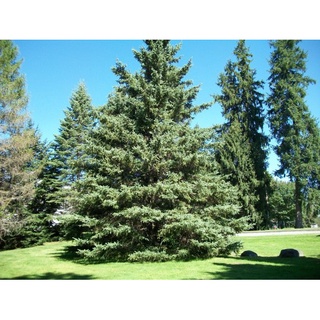 Picea glauca white spruce 10 เมล็ด นำเข้าอังกฤษ