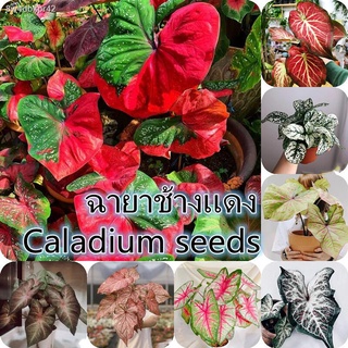 ☘️พร้อมส่ง ☘️ ต้นอโกลนีมา ซูเปอร์เรด Super Red 100pcs Mixed Colorful Caladium Seedsc50 เมล็ด (ไม่ใช่พืชที่มีชีวิต)