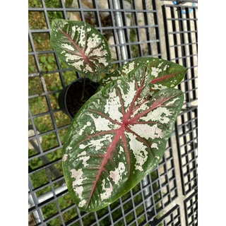 บอนสีทาเพสตรี้ Caladium Tapestry กระถาง 4นิ้ว