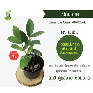 กวักมรกต ไม้เรียกทรัพย์ ไม้มงคล ไซด์ 3 นิ้ว 39 บาท