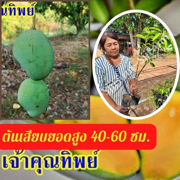1 ต้น มะม่วงเจ้าคุณทิพย์ ต้นสูง 40-50 มีรสชาติดีทั้งผลดิบและสุก ผลสุกเนื้อแน่น ไม่มีเสี้ยน รสหวานจัด มีสินค้าพร้อมจัดส่ง
