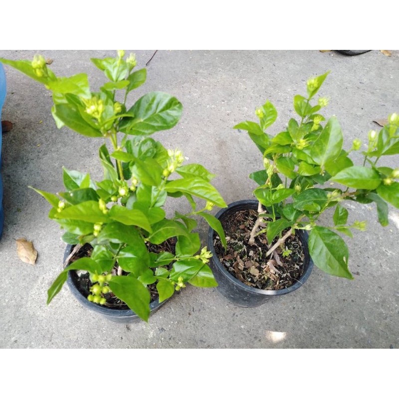 ต้นมะลิลาพันธุ์เพชรแท้