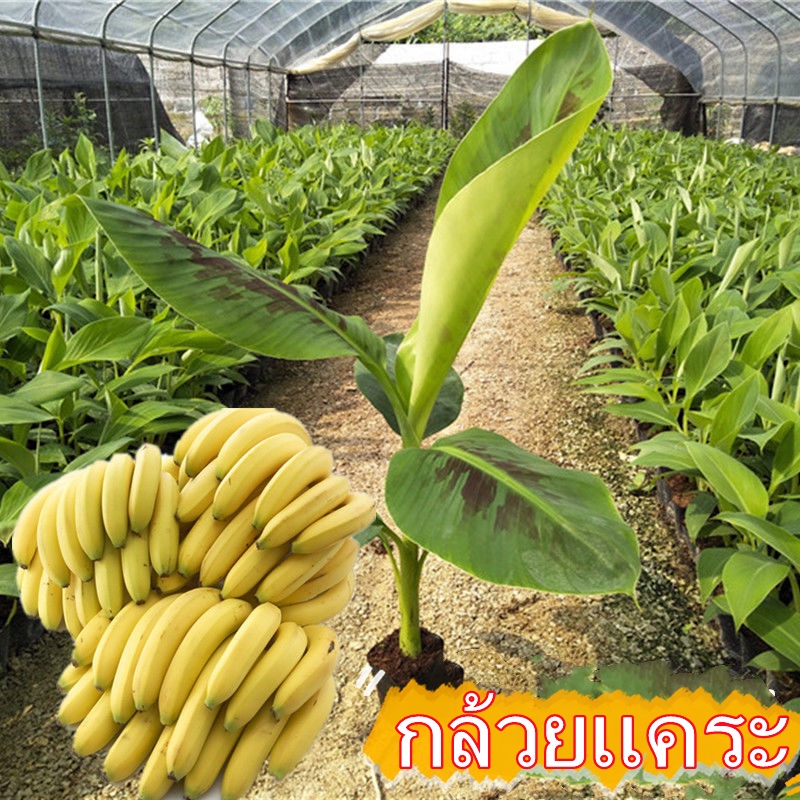 แพ็กละ 50 เมล็ดพันธุ์ กล้วยแคระ Dwarf Banana Seed เมล็ดกล้วยด่าง เมล็ดกล้วยแคระ กล้วยด่างอินโด ต้นบอนสีชายชล