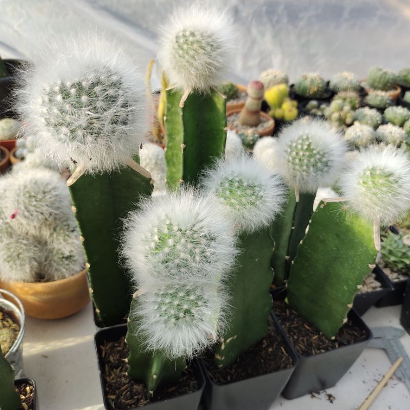 mammillaria guelzowiana lau 640 แมมลูกแมวไร้หนามไม้กราฟ