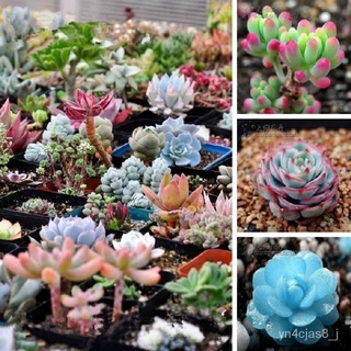 （อัตราการปลูกสูง）100pcs/bag Mix Rare Succulents Plants Seeds Garden Home Decor Easy To Grow Potted Multicolour Flower Se