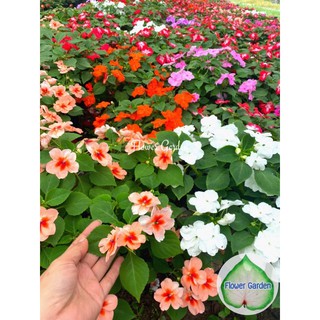 Flower garden F3🏮ต้นเทียนฝรั่ง🏮(Impatiens) กระถาง 8 นิ้ว (ส่งติดดอก) ไม้ประดับ ดอกหลากสี  ร่มรำไร