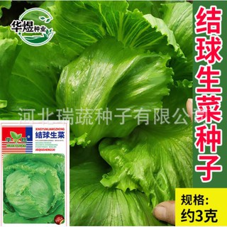 🥬🍀Huayu ผักกาดหอม3กรัม🍀🥬