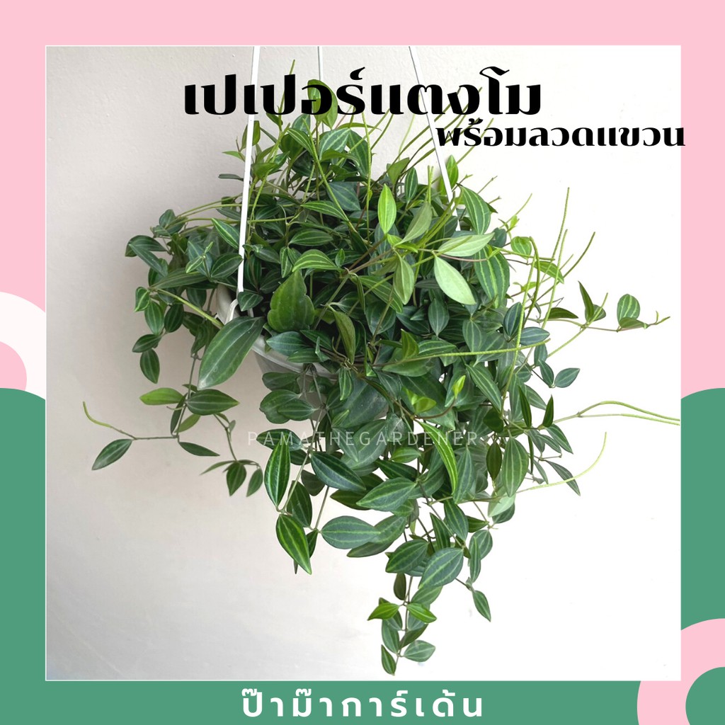 มุมมอง 6