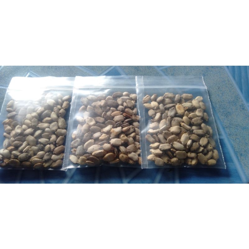เมล็ดพันธุ์มะระขี้นก100เม็ด50บาท