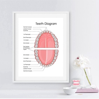 โปสเตอร์ภาพวาดผ้าใบ รูปฟันมนุษย์ คลินิก สําหรับตกแต่งผนังบ้าน สํานักงาน หมอ การแพทย์