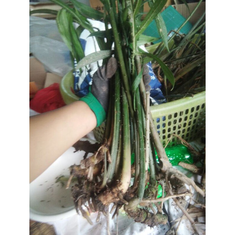 แม่พันธุ์ผักหนามสมุนไพรพื้นบ้าน