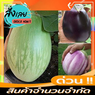 เมล็ดพันธุ์มะเขือยักษ์  มี3 สายพันํธุ์