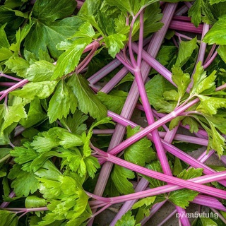 ผู้ผลิตเมล็ดพันธุ์/การันตีอัตรางอก คื่นฉ่ายสีชมพู ถูกที่สุด 9 บ.งอกง่ายโตไว☘️พุ่มใหญ่、เมล็ดผั/อินทรีย์ คละ สวนครัว คะน้า