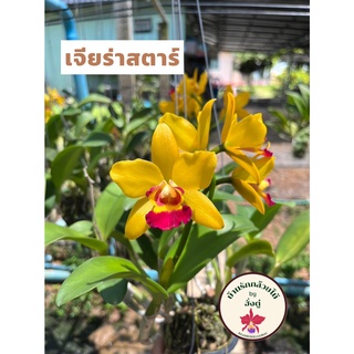 กล้วยไม้แคทลียา แคทลียา เจียร่าสตาร์ ดอกไม้ กล้วยไม้  ต้นกล้วยไม้ สวยงาม พร้อมส่ง ราคาถูก🌺🚚💖