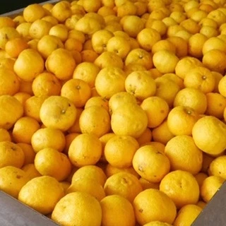 🍋 FREEZE DRIED YUZU POWDER | ผงยูสุแท้จากญี่ปุ่น | No Sugar | Natural & Premium