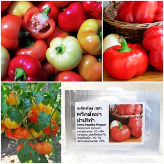 เมล็ดพันธุ์ อัลม่า ปาปริก้า Alma Paprika Pepper Seed บรรจุ 20 เมล็ด คุณภาพดี ราคาถูก ของแท้ 100%