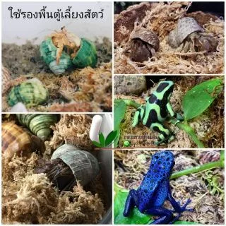 Sphagnum moss สแฟ็กนั่มมอส แบ่งขายกล่องละ 50฿ สินค้าพร้อมส่ง