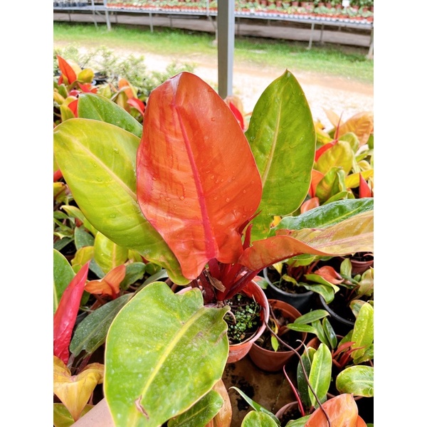 Philodendron princess orange