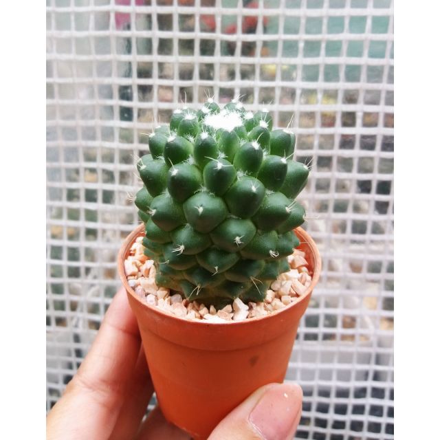 🌵🌸 แมมเฮเลน Mammillaria Helen | Shopee Thailand