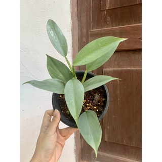 ฟิโลเดนดรอนดาบเงิน philodendron silver sword ฟิโลดาบเงิน กระถาง 5 นิ้ว ขายต้นตามภาพ