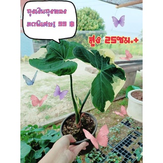 ลดพิเศษ ไซต์ใหญ่่ สูง 25-30ซม. 🌱ต้นถุงเงินถุงทองใบด่าง 🌱ต้นไม้มงคล❤️