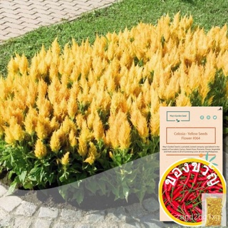 Celosia Seeds, Yellow, Flower Seeds #64กุหลาบ/หมวก/ผักชี/เมล็ด/คื่นฉ่าย/เมล็ด/กระโปรง/กางเกง/สวน/พาสต้า/ K9PY