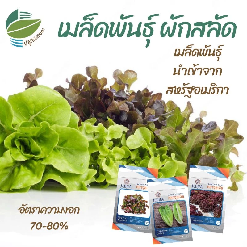 🌱🥗เมล็ดพันธุ์​ ผักสลัด 18 ชนิด ผักกาดหอม กรีนโอ๊ค คอส เรดโอ๊ค ฟิลเล่ย์ บัตเตอร์เฮด เรดคอรอล ไวลด์ร็อคเก็ต อรูกูล่า