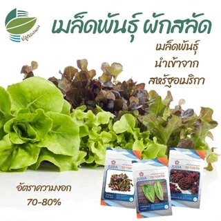 🌱🥗เมล็ดพันธุ์​ ผักสลัด 18 ชนิด ผักกาดหอม กรีนโอ๊ค คอส เรดโอ๊ค ฟิลเล่ย์ บัตเตอร์เฮด เรดคอรอล ไวลด์ร็อคเก็ต อรูกูล่า