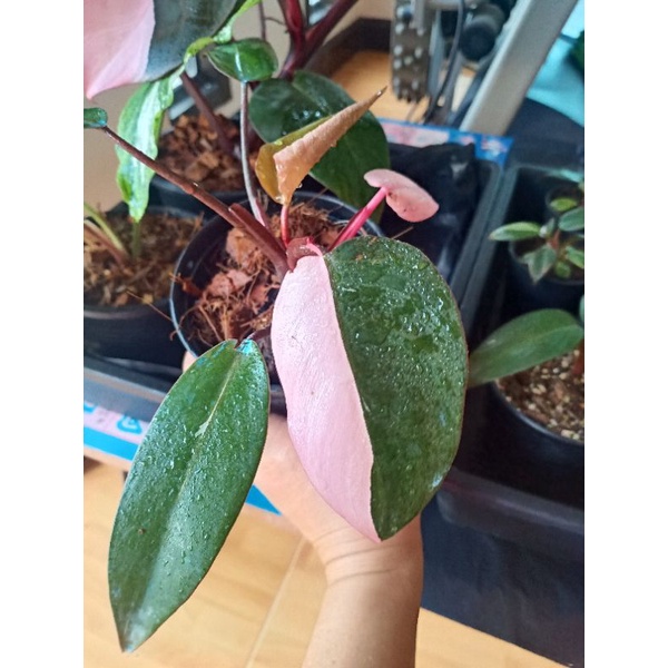 Philodendron Pink Princess ต้นที่#2