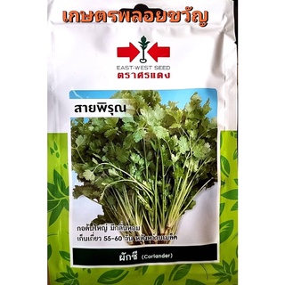 เมล็ดพันธุ์ ผักชี☘หมดอายุ 11/11/2566☘ สายพิรุณ ✔กอใหญ่ มีกลิ่นหอม เก็บเกี่ยว 55-60 วัน หลังหว่านเมล็ด ประมาณ 400 เมล็ด