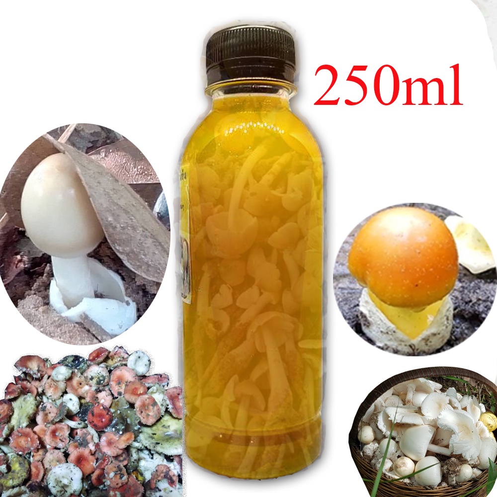 เชื้อเห็ดป่ารวม1ขวด250ml เชื้อเห็ดระโงก เห็ดไค เห็ดผึังหวาน เห็ดน้ำหมาก เห็ดหน้าแหล่ เห็ดถ่าน สั่งซื้อจำนวน5ขวด แถมฟรี 1