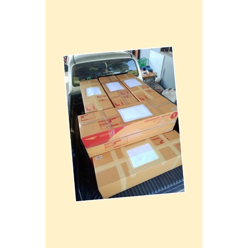 มะม่วงแรดชุดละ2ต้น กิ่งทาบ สูง80 ซม. - รูปที่ 2