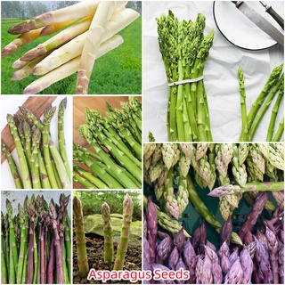 เมล็ดพันธุ์แท้100% อัตราการงอกสูง 50 แคปซูลต่อแพ็ค Asparagus Seedsในสต็อกในประเทศไทย มีคุณค่าทางโภชนาการสูง