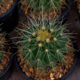 ถังทอง Echinocactus grusonii Hildm กระถาง 4"