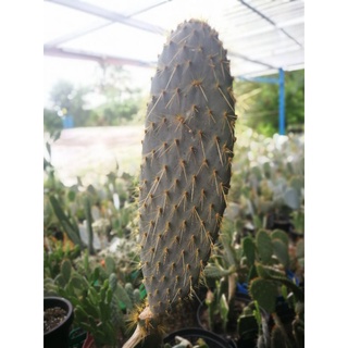 Opuntia Galapageia แพดตัดสด